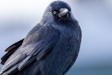 Closeup shot of a beautiful blue eyed jackdaw bird