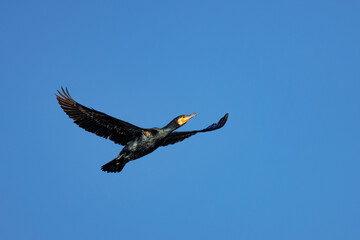 Great cormorant in flight with wings spread against a clear blue sky