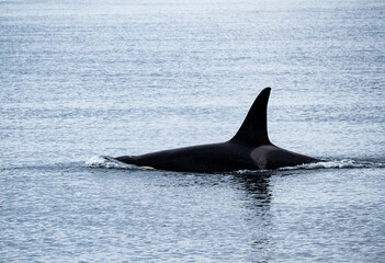 Orca swimming in the ocean with the fin above water