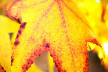 autumn leaves