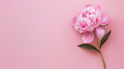 pink peonies on a delicate pink background