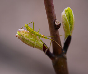 Close up macro of a pale green assassin bug. Zelus luridus.