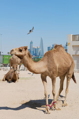 a camel and two birds standing on the ground and near buildings