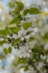 flowers growing on a tree in a garden in spring or fall