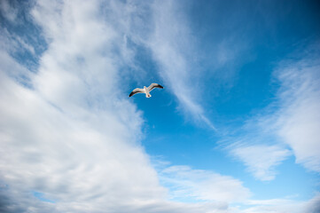 Seagull soars above the cloudy ocean.