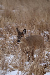 White-tailed deer (Odocoileus virginianus) in a snowy forest landscape