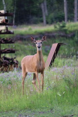 White-tailed deer (Odocoileus virginianus) in front of vibrant green backdrop