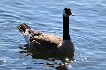 Obraz premium Canada goose (Branta canadensis) gracefully gliding in a pond in a serene setting