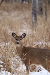 White-tailed deer (Odocoileus virginianus) in a snowy forest landscape