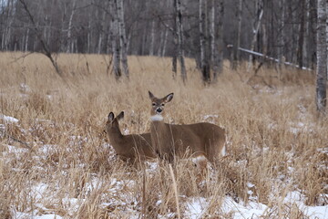 White-tailed deer (Odocoileus virginianus) in a snowy forest landscape
