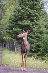 White-tailed deer (Odocoileus virginianus) in front of vibrant green forest backdrop