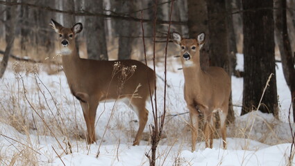 White-tailed deer (Odocoileus virginianus) in a snowy forest landscape