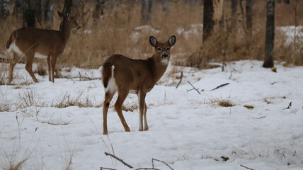 White-tailed deer (Odocoileus virginianus) in a snowy forest landscape