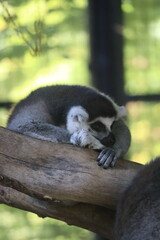 Lemur perched on a tree branch