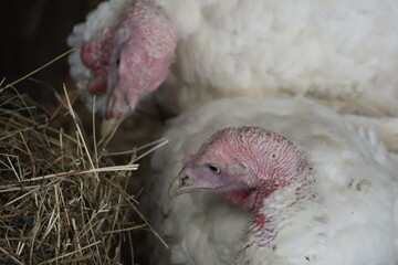 Turkeys resting on hay-covered ground