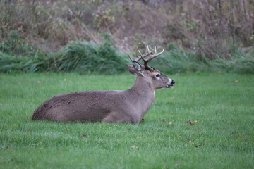 White-tailed deer (Odocoileus virginianus) in front of a vibrant green park