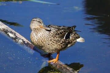 Female mallard sunning herself on a log in Tommy Thompson Park in Toronto, Ontario.