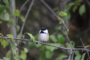 Black-capped Chickadee perched on a branch near Lynde Shores Conservation Area in Pick