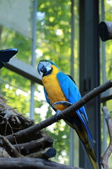 Obraz premium Colorful parrot perched on branch