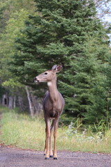 White-tailed deer (Odocoileus virginianus) in front of vibrant green park
