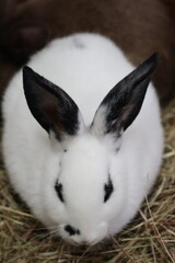 Close-up of a rabbit in an enclosure