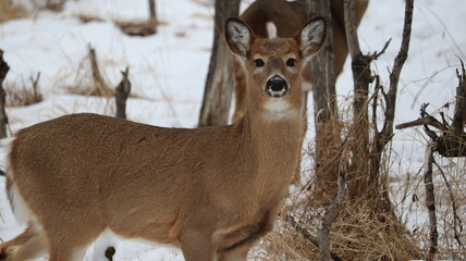 Deer (Odocoileus virginianus) in a snowy forest landscape
