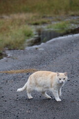 Cat strolling down the street