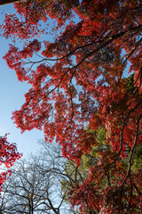 Vibrant red autumn leaves on trees in Tokyo's Yoyogi Koen Park
