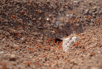 Macro shot of wild red fire ants in their desert anthill