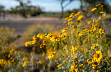 Vibrant wildflowers in the desert, orange daisies and marigolds