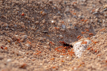 Macro shot of wild red fire ants in their desert anthill