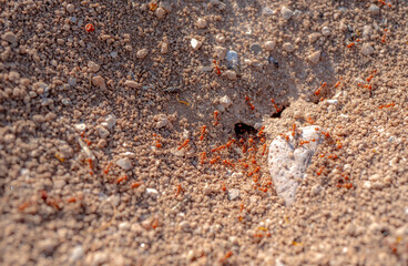 Macro shot of wild red fire ants in their desert anthill