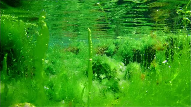 green Ulva algae oxygenate air bubble, water surface reflection aquascape, coquina stone pebble, algal mess, Black Sea low salinity biotope, supralittoral zone gravel bottom, underwater snorkel