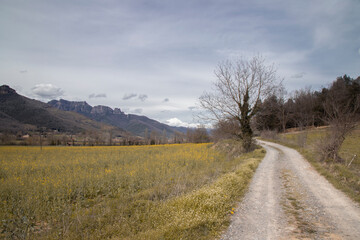 Fototapeta premium Path winding through a meadow near trees, Vall den Bas valley in Catalonia