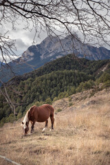 Grazing on grassy hillside with forest backdrop in Catalonia