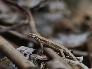 a lizard that is sitting in the dirt with twigs and plants