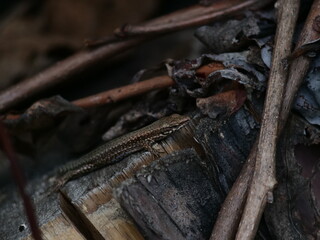 Lizard perched on wooden surface on the blurry background