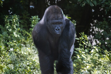 Huge black gorilla strolling through grassy terrain © Wirestock