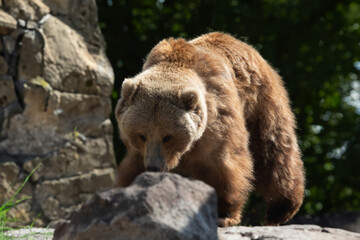 Obraz premium Brown bear strolling near boulders and grass