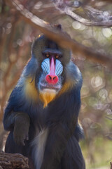 Mandrillus sphinx monkey in a lush forest habitat