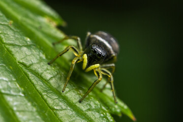 Sonnenspringspinne (Spinne) mitten im Wald
