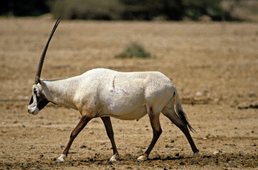 Oryx d'Arabie, Oryx leucoryx