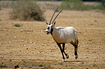 Obraz premium Oryx d'Arabie, Oryx leucoryx