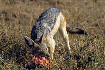 Chacal à chabraque, Canis mesomelis, Afrique