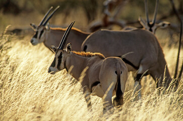 Oryx beisa, femelle et jeune,  Oryx gazella beisa, Parc national de Samburu, Kenya