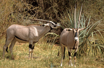 Oryx beisa, femelle et jeune,  Oryx gazella beisa, Parc national de Samburu, Kenya