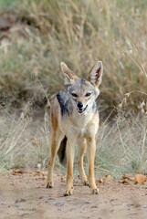 Chacal à chabraque, Canis mesomelis, Afrique