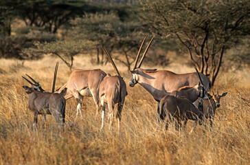 Oryx beisa, femelle et jeune,  Oryx gazella beisa, Parc national de Samburu, Kenya
