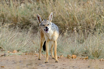 Chacal à chabraque, Canis mesomelis, Afrique