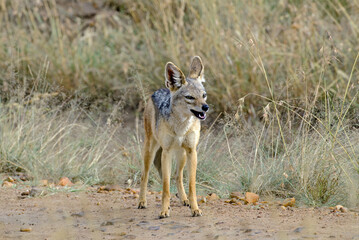 Chacal à chabraque, Canis mesomelis, Afrique
